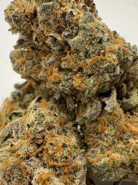 Tahoe snow indica dominant 24.8% indica dominant