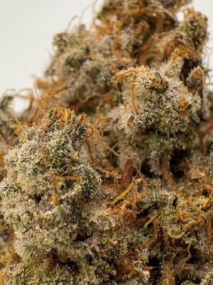 Tropic punch 23.4 % hybrid