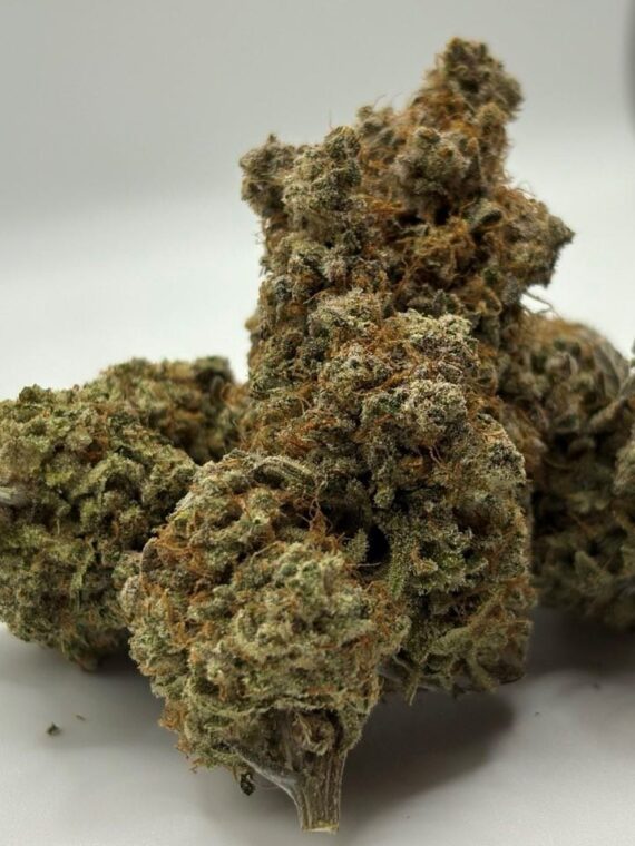 Tropic punch 23.4 % hybrid