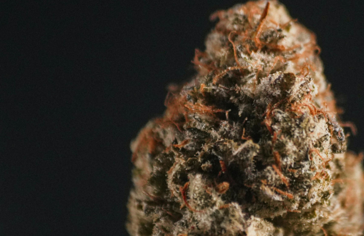 How Does Cannabis Good Nature Cannabis Reviews Help You Choose Better Products