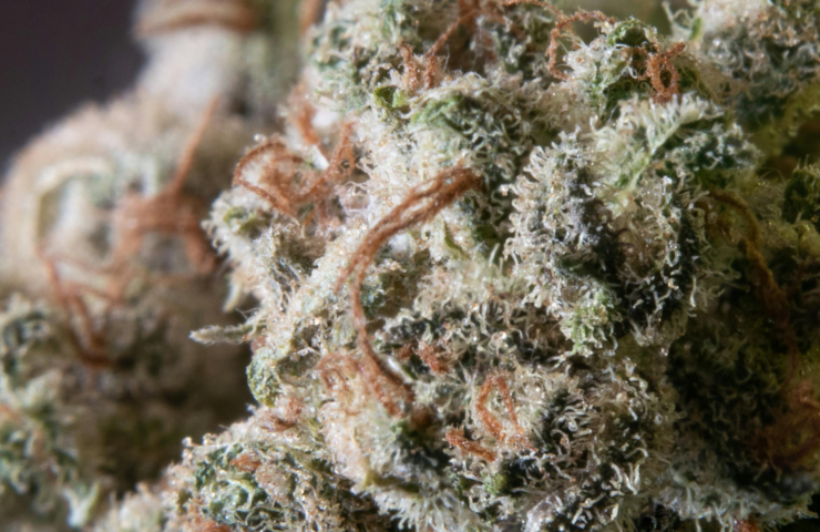 Indica Dominant Hybrid Weed