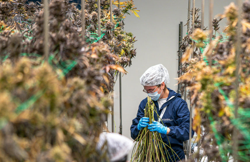 Cannabis Flowering Stage Complete Week by Week Guide