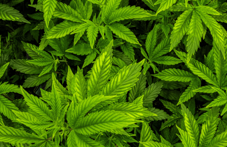 Understanding How Cannabis Works in Your Body and Mind