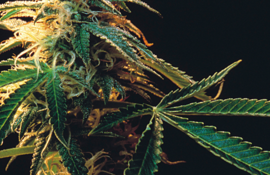 The Best Weed Deal for Every Budget and Preference