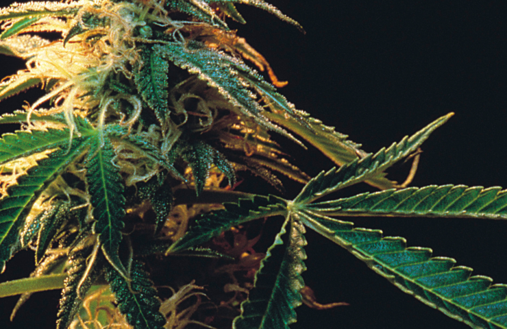 The Best Weed Deal for Every Budget and Preference